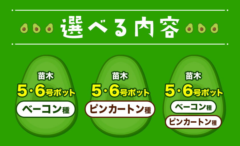 【ふるさと納税】アボカド苗木 5~6号ポット 選べる ベーコン種 ピンカートン種《30日以内に出荷予定(土日祝除く)》熊本県 津奈木町 南興ファーム アボカド 苗木 農業 ベーコン ピンカートン アボカドサンド ちらし寿司 野菜炒め 熱帯果樹栽培 産地直送 送料無料 サムネイル3