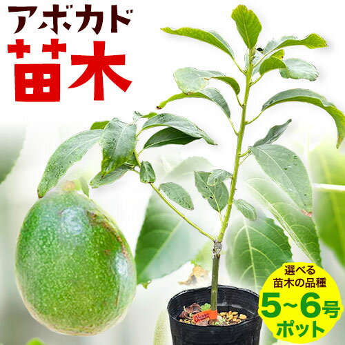 アボカド苗木 5~6号ポット 選べる ベーコン種 ピンカートン種《30日以内に出荷予定(土日祝除く)》熊本県 津奈木町 南興ファーム アボカド 苗木 農業 ベーコン ピンカートン アボカドサンド ちらし寿司 野菜炒め 熱帯果樹栽培 産地直送 送料無料