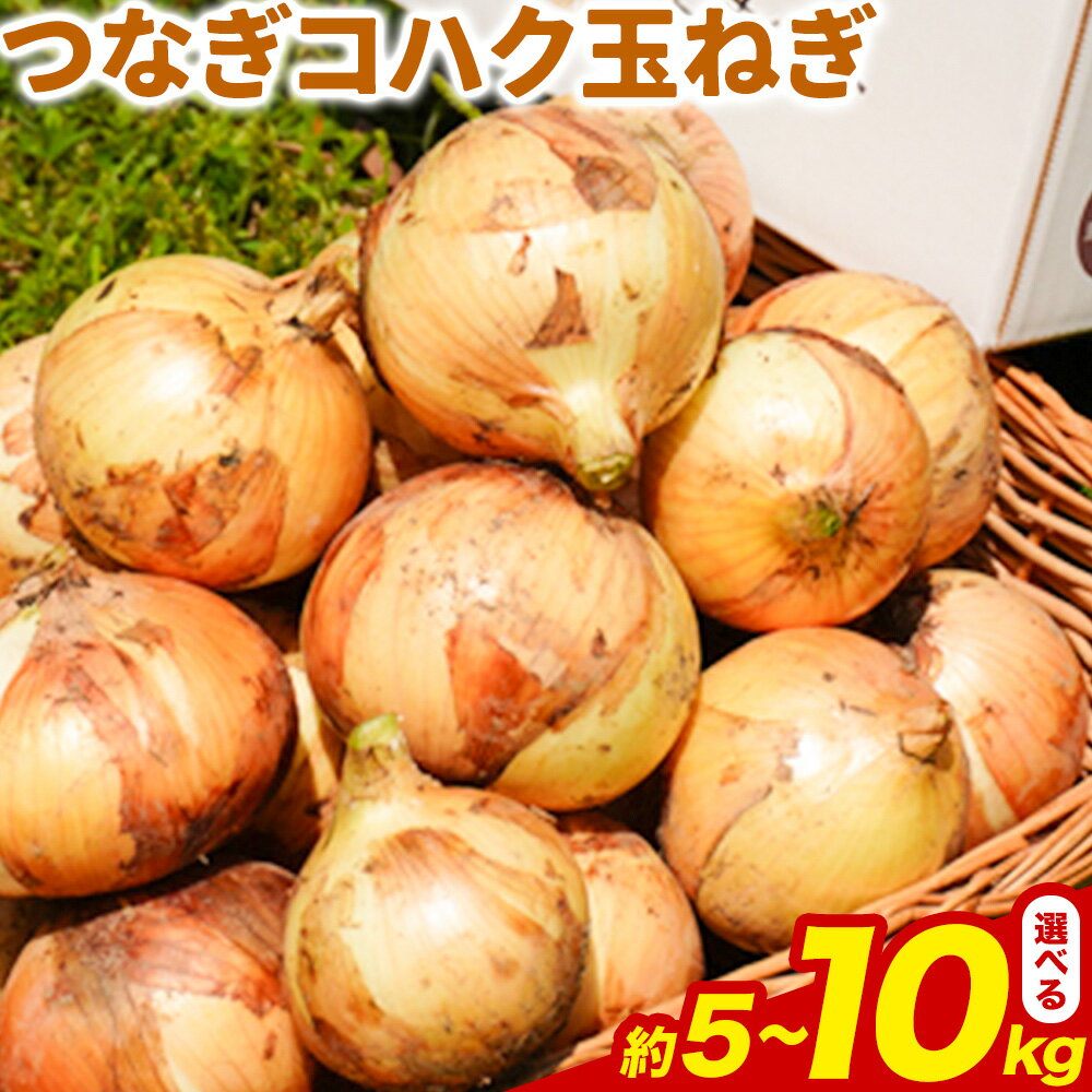 玉ねぎ つなぎコハク玉ねぎ 選べる内容量 約5kg 約10kg《4月中旬-5月中旬出荷》熊本県 葦北郡 津奈木町 つなぎ琥珀玉ねぎプロジェクト 野菜 たまねぎ