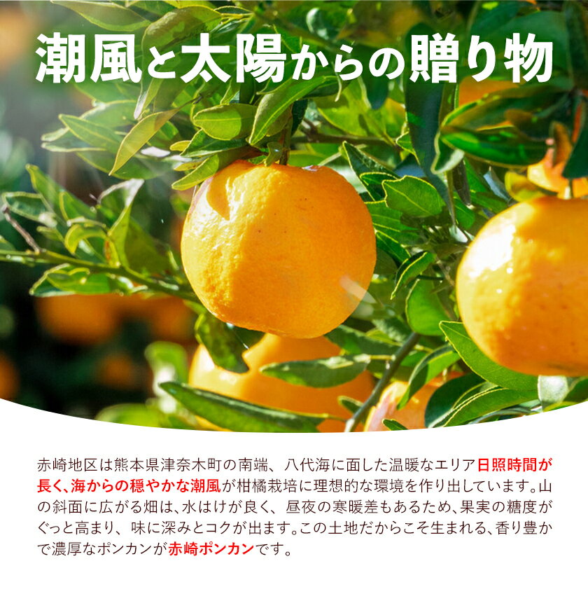 【ふるさと納税】訳あり ポンカン 5kg 30~40玉 サイズ混合 《2月中旬-3月中旬出荷予定(土日祝除く)》熊本県 葦北郡 津奈木町 ポンカン みかん 柑橘 送料無料 サムネイル3