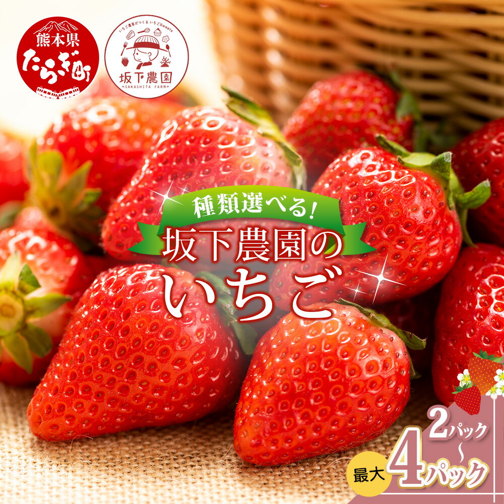 熊本県産 いちご 《品種と容量選べる》約260g×2～4パック 2026年1月～発送 ゆうべに 恋みのり ひのしずく 白イチゴ 食べ比べ 坂下農園 産地直送 国産 新鮮 フレッシュ イチゴ 苺 フルーツ 果物 春 名産 熊本 多良木町 くだもの 果実 送料無料