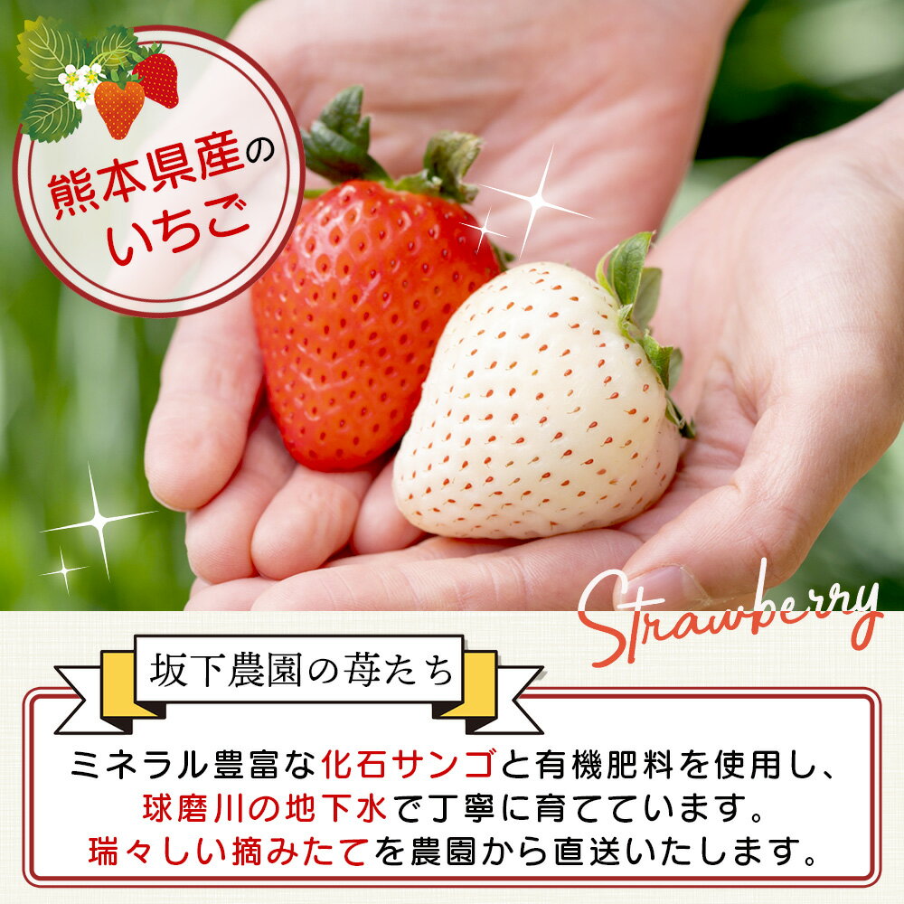 【ふるさと納税】熊本県産 いちご 《品種と容量選べる》約260g×2～4パック 2026年1月～発送 ゆうべに 恋みのり ひのしずく 白イチゴ 食べ比べ 坂下農園 産地直送 国産 新鮮 フレッシュ イチゴ 苺 フルーツ 果物 春 名産 熊本 多良木町 くだもの 果実 送料無料 サムネイル2