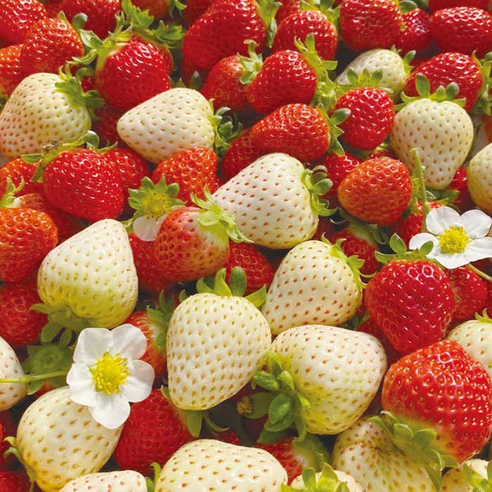 【ふるさと納税】【訳あり】熊本県産 いちご 詰め合わせ 約260g×4パック 坂下農園 産地直送 国産 新鮮 フレッシュ イチゴ 苺 フルーツ 果物 春 名産 熊本 多良木町 ビタミン 旬 いちご フルーツ 果物 くだもの 果実 熊本県 多良木町 送料無料 サムネイル2