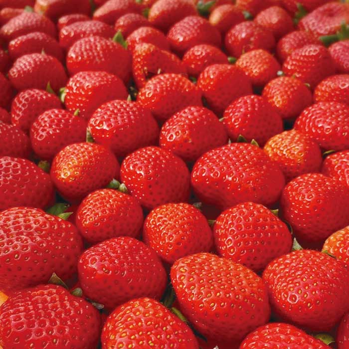 【ふるさと納税】 熊本県産 いちご【恋みのり】約260g×2パック 2026年1月～発送 坂下農園 産地直送 国産 新鮮 フレッシュ イチゴ 2パック 苺 フルーツ 果物 春 名産 熊本 多良木町 ビタミン 旬 いちご フルーツ 果物 くだもの 果実 熊本県 多良木町 送料無料 サムネイル2