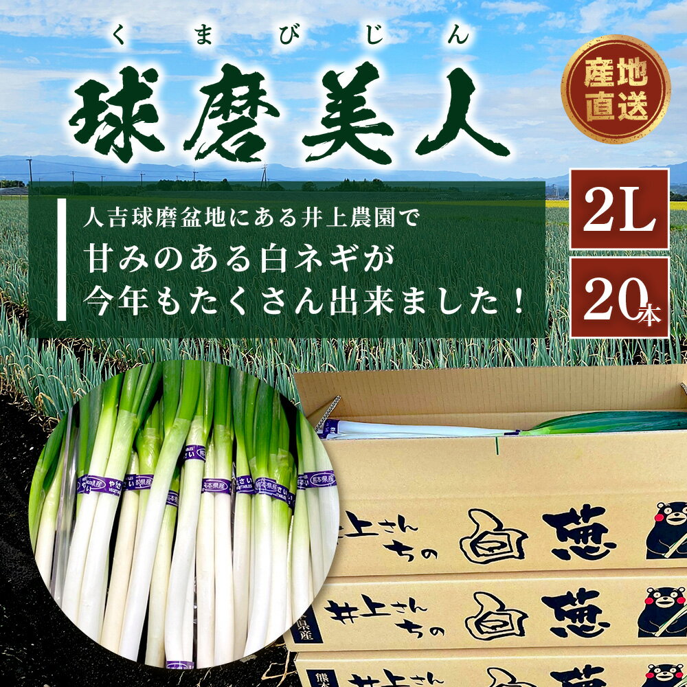 【ふるさと納税】【先行予約】井上農園の白ネギ 「球磨美人」 2L20本 / L30本 / M40本 サイズ選べる 【2026年7月下旬より順次発送)】白ネギ 白葱 ネギ 長ネギ 長葱 ねぎ 薬味 常備 串焼き すき焼き 野菜 国産 産地直送 送料無料 秋ネギ - 画像2