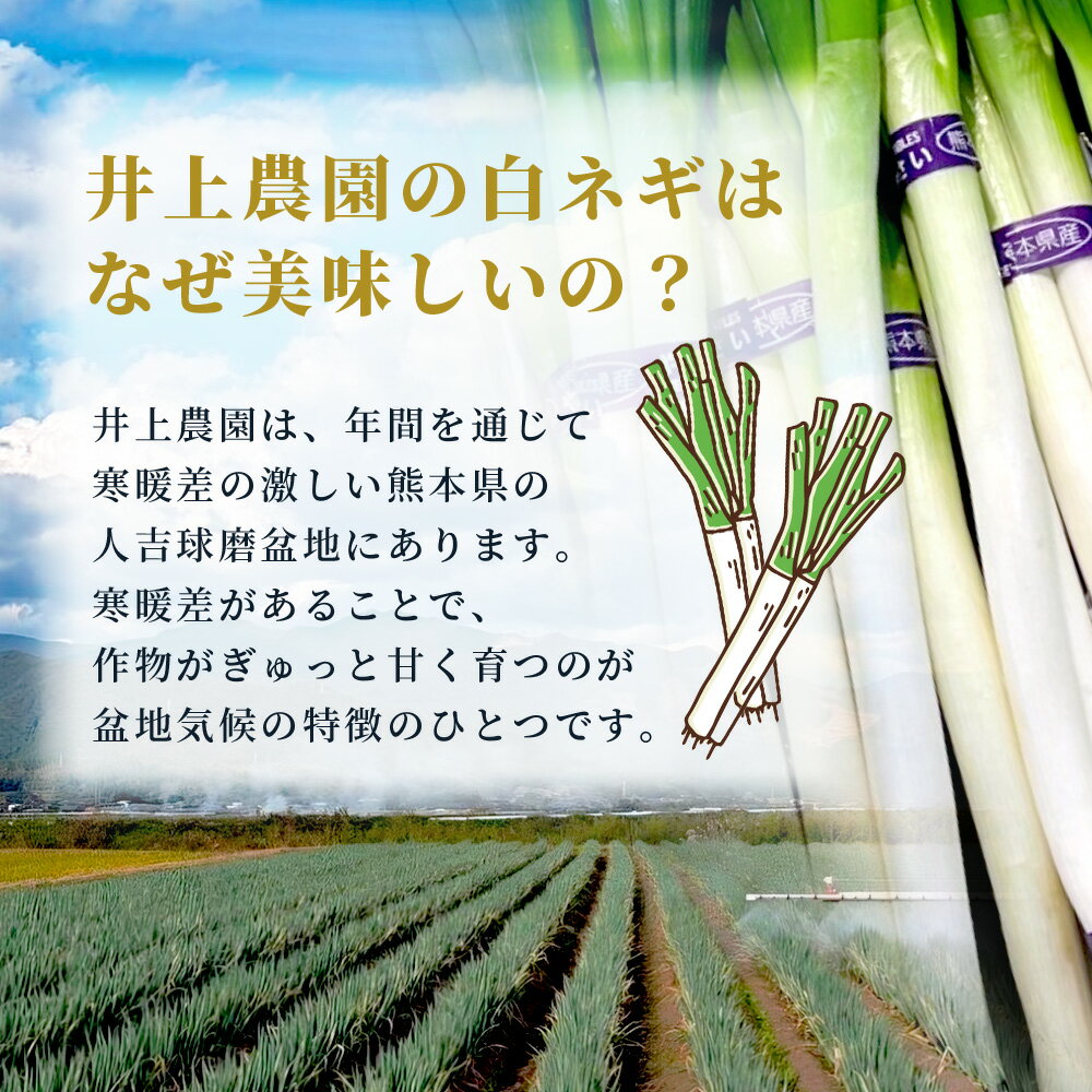 【ふるさと納税】【先行予約】井上農園の 白ネギ 「球磨美人」 Lサイズ×30本 【2026年7月下旬より順次発送】 白ネギ 白葱 ネギ 長ネギ 長葱 ねぎ 鍋 薬味 串焼き すき焼き 冬野菜 国産 産地直送 送料無料 114-0502 - 画像3