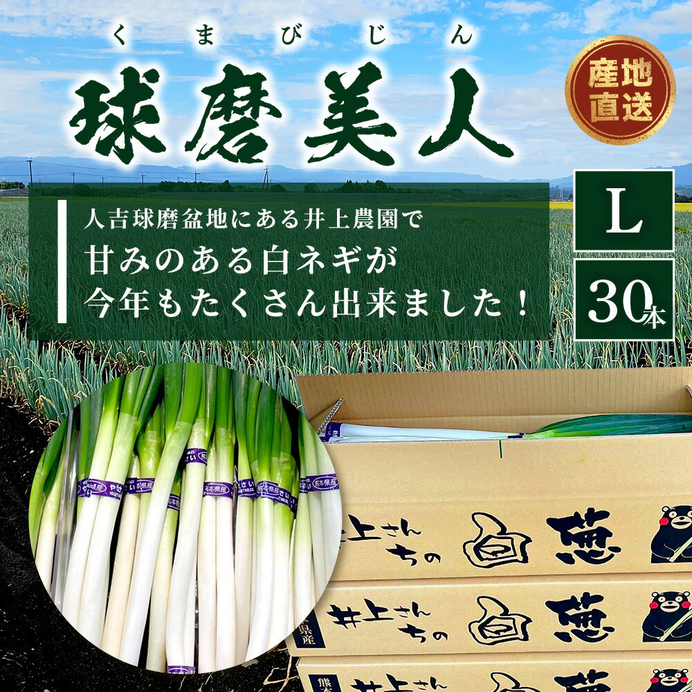 【ふるさと納税】【先行予約】井上農園の 白ネギ 「球磨美人」 Lサイズ×30本 【2026年7月下旬より順次発送】 白ネギ 白葱 ネギ 長ネギ 長葱 ねぎ 鍋 薬味 串焼き すき焼き 冬野菜 国産 産地直送 送料無料 114-0502 - 画像2