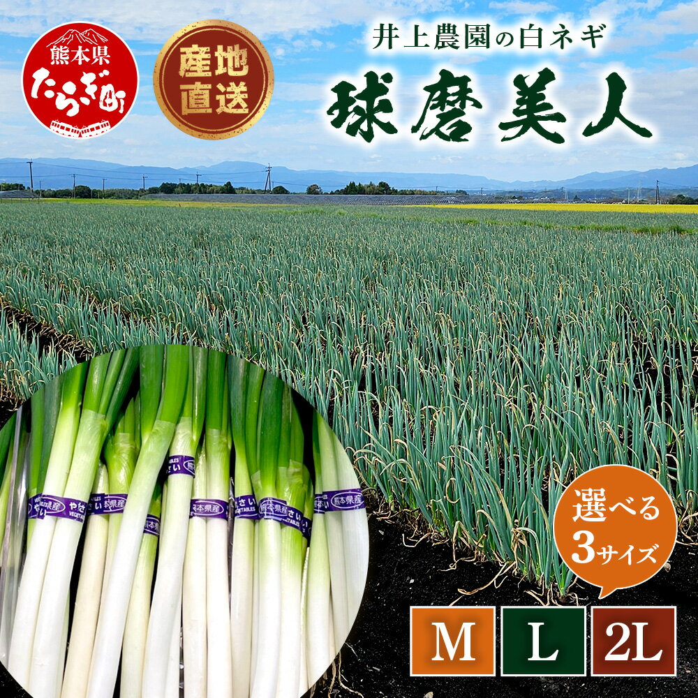 【先行予約】井上農園の白ネギ 「球磨美人」 2L20本 / L30本 / M40本 サイズ選べる 【2026年7月下旬より順次発送)】白ネギ 白葱 ネギ 長ネギ 長葱 ねぎ 薬味 常備 串焼き すき焼き 野菜 国産 産地直送 送料無料 秋ネギ