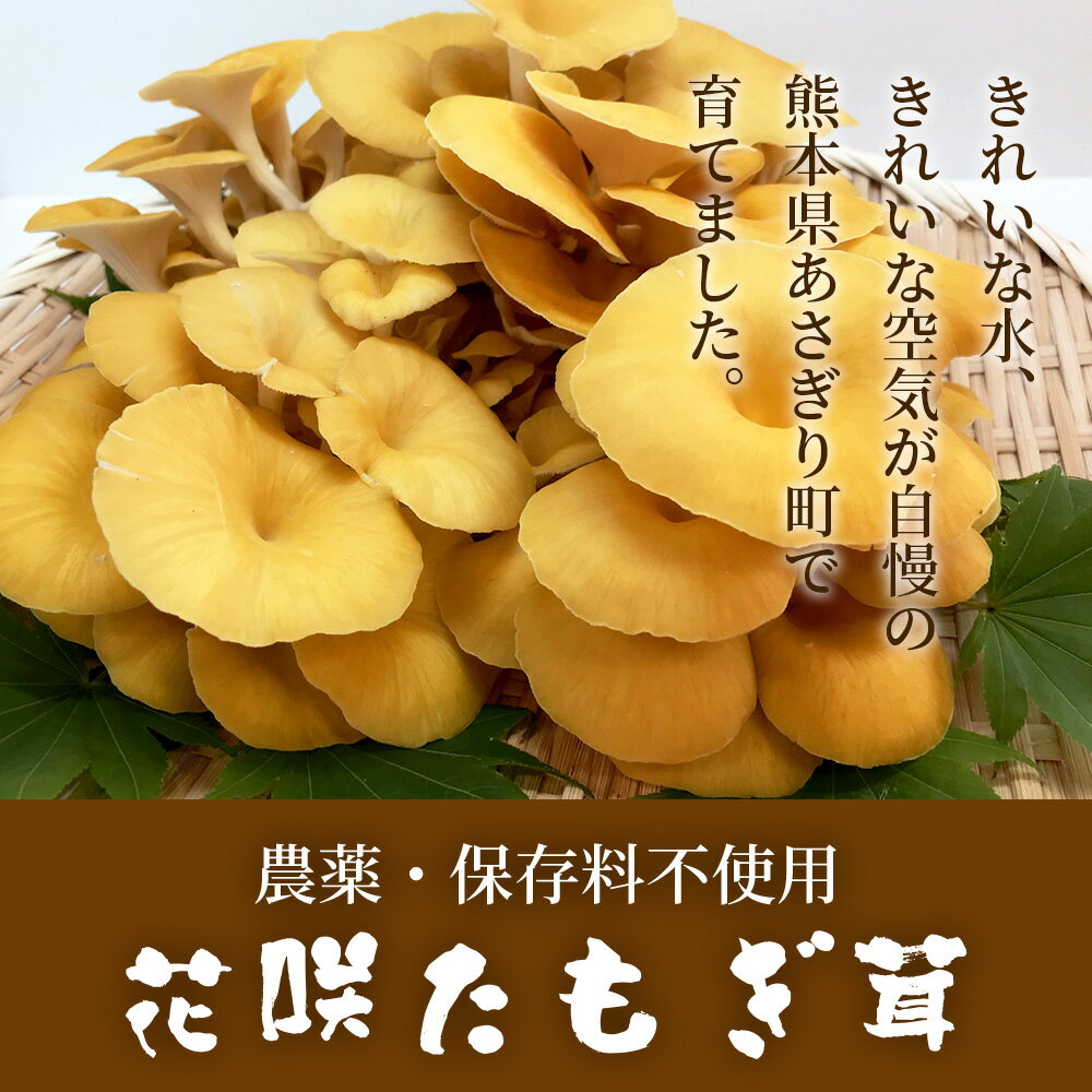 【ふるさと納税】無農薬栽培【花咲 たもぎ茸 (粉末) 70g 】幻 キノコ タモギダケ ヒラタケ 健康 栄養豊富 出汁 だし 健康 栄養豊富 たもぎ 熊本県 多良木町 熊本産 国産原料 健康維持 食物繊維 天然素材 送料無料 - 画像3