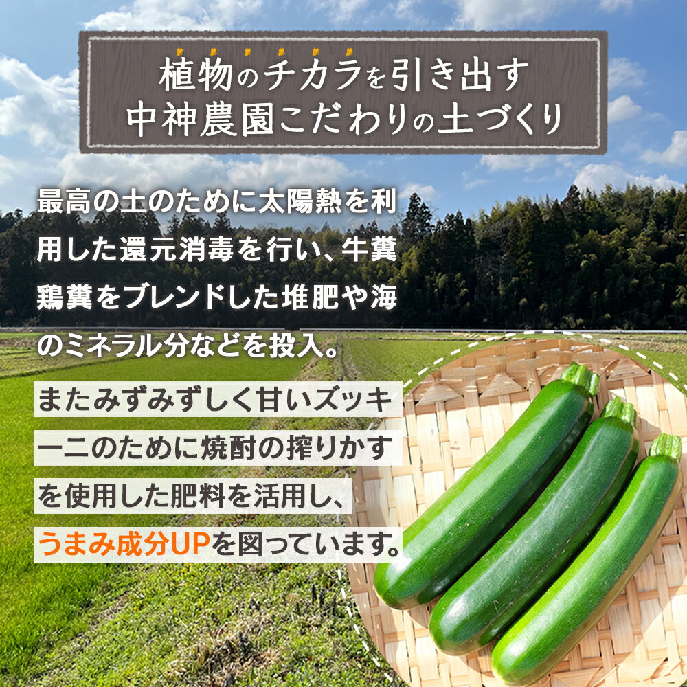 【ふるさと納税】中神農園の ズッキーニ 約2kg (10～12本) 【11月上旬～5月下旬発送】産地直送 野菜 夏 やさい 煮る 炒める 生食 ミネラル ビタミンC ずっきーに 新鮮 甘み 酸味 用途多様 国産 九州 熊本県 多良木町 送料無料 - 画像2