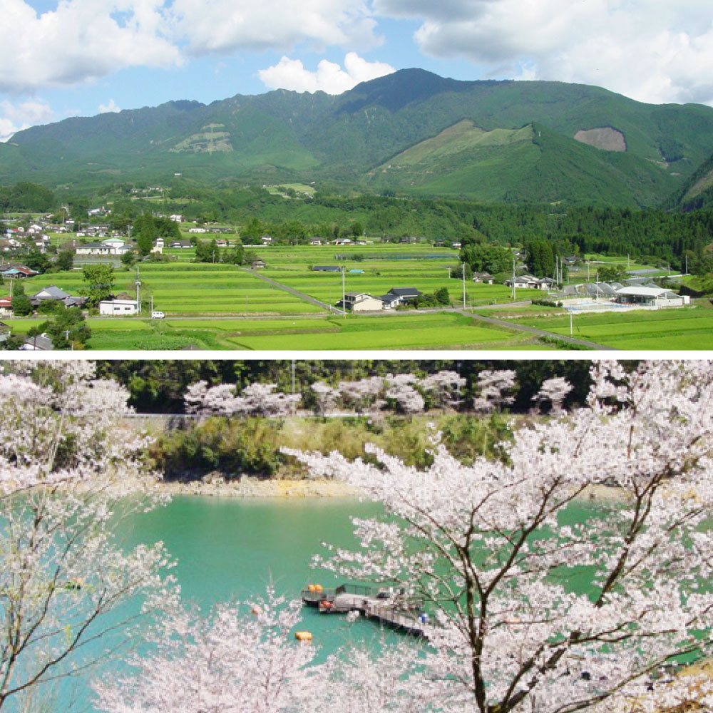 【ふるさと納税】桜の里 合計9L 1800ml×5本セット 米焼酎 熊本県産 米 米麹 焼酎 酒 お酒 アルコール 瓶 晩酌 国産 九州産 熊本県水上村 送料無料 サムネイル2