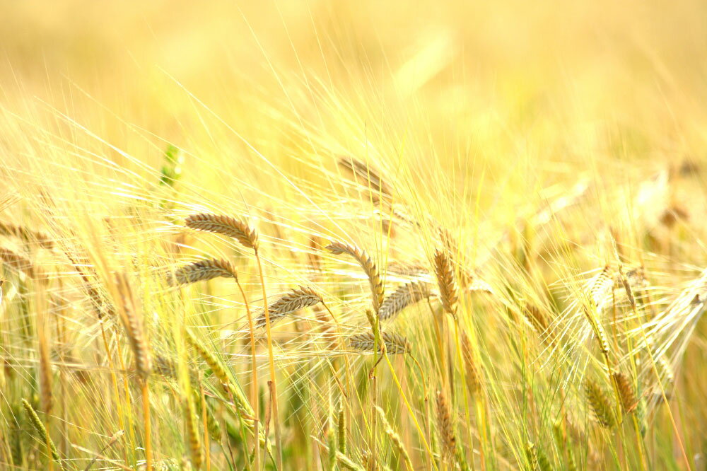 【ふるさと納税】本格焼酎 5撰味比べセット 5本 5種（秋の露 樽・球磨常楽 常楽・蔵座 黄金千貫・蔵座 紅東・蔵座 紫）合計1,500ml 25度 球磨焼酎 焼酎 飲み比べ セット 米焼酎 芋焼酎 麦焼酎 米 米麹 アルコール 瓶 熊本県産 九州 国産 送料無料 サムネイル3