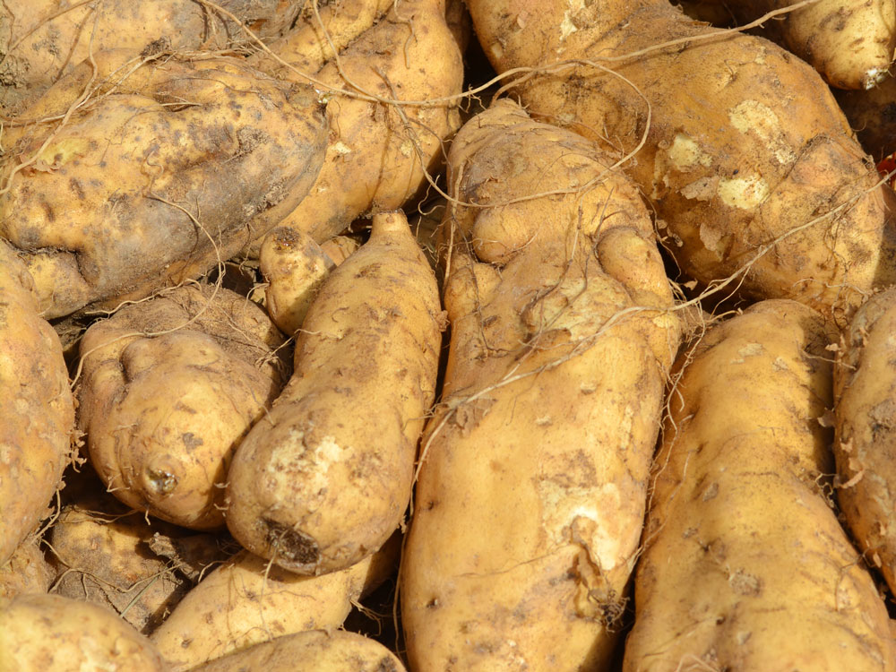 【ふるさと納税】杜氏厳選 特選芋焼酎 三種飲み比べセット 3本 3種（黄金千貫・紅東・紫）合計2,160ml 25度 焼酎 飲み比べ セット 芋焼酎 アルコール 瓶 熊本県産 九州 国産 送料無料 サムネイル3