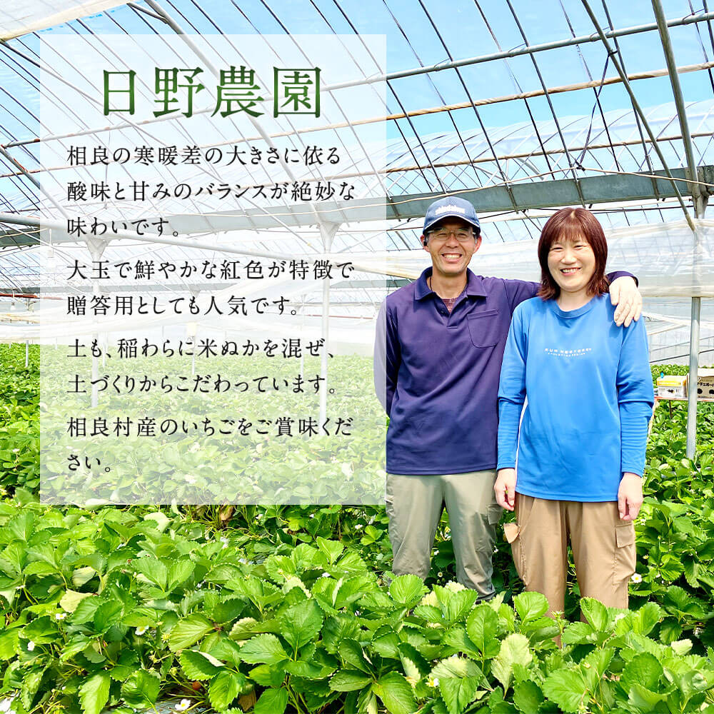 【ふるさと納税】【予約】＜選べる容量＞ 相良村産 いちご 「ゆうべに」 合計約500g～約1.5kg 約250g×2パック/ 4パック/ 6パック 8000円 〜 23000円 8千円 〜 2万3000円【2025年12月上旬～2026年4月下旬発送予定】 日野農園 熊本県産 フルーツ くだもの 国産 冷蔵 送料無料 サムネイル3