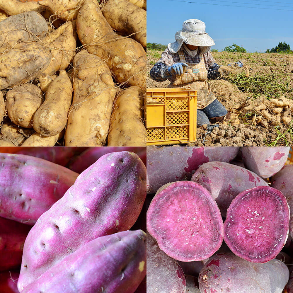 【ふるさと納税】杜氏厳選 特選芋焼酎 三種飲み比べセット 720ml×3本 3本セット 蔵座 黄金千貫 紅東 紫 25度 3種 焼酎 アルコール お酒 芋焼酎 熊本県 送料無料 サムネイル3