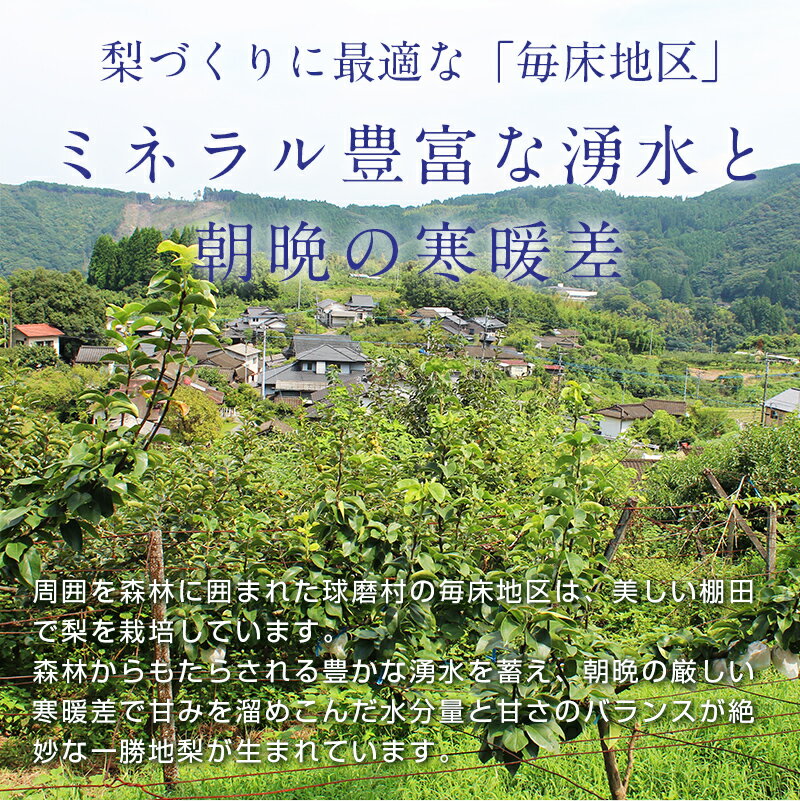 【ふるさと納税】《先行予約》 マンゴー梨（王秋梨） 約2.5kg 熊本県 球磨村 なし ナシ 和梨 和なし 和ナシ ブランド梨 フルーツ 梨 期間限定 果物 くだもの 旬の果物 デザート 数量限定 FKP9-652 サムネイル3