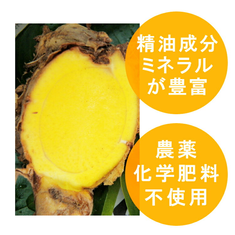 【ふるさと納税】春ウコン粉末 100g×3個　お届け時期：入金確認後14日前後 - 画像3