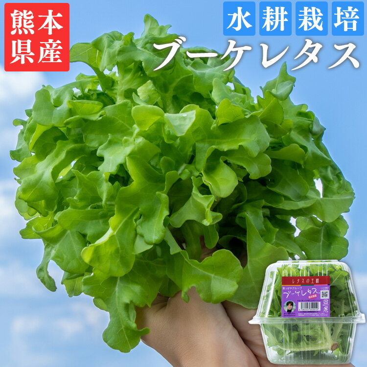ブーケレタス 熊本県産 水耕栽培 選べる 内容量 定期便　お届け時期：入金確認後20日前後　※定期便は毎月1回、連続で発送