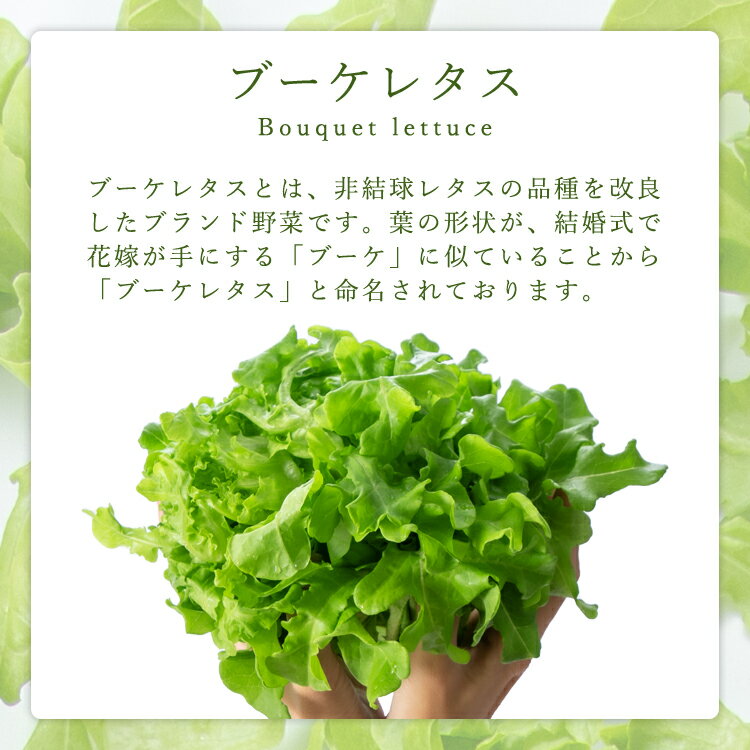 【ふるさと納税】ブーケレタス 熊本県産 水耕栽培 選べる 内容量 定期便　お届け時期：入金確認後20日前後　※定期便は毎月1回、連続で発送 - 画像3
