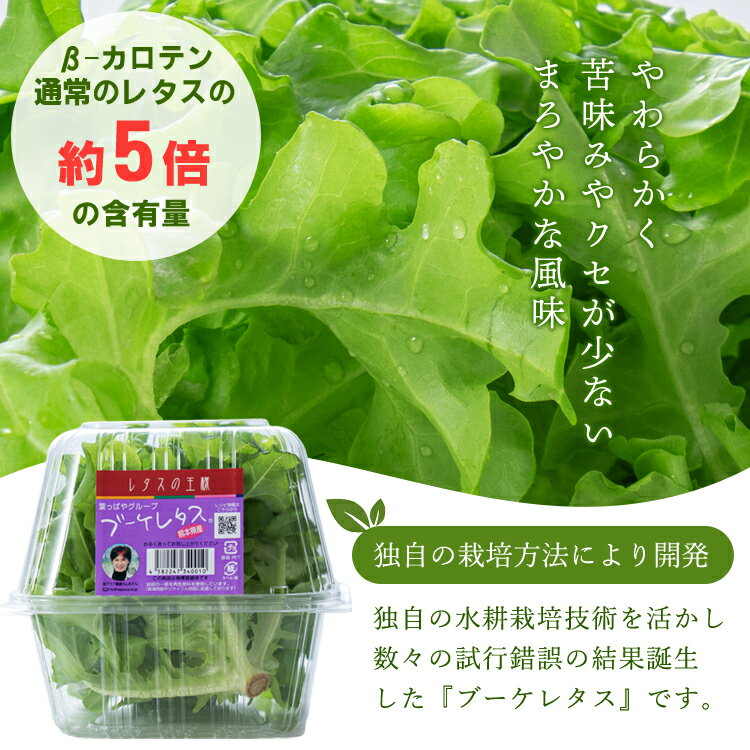 【ふるさと納税】ブーケレタス 熊本県産 水耕栽培 選べる 内容量 定期便　お届け時期：入金確認後20日前後　※定期便は毎月1回、連続で発送 - 画像2