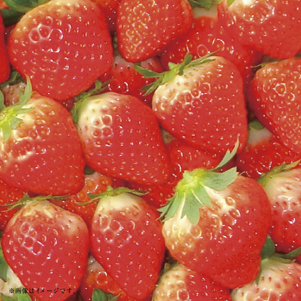 【ふるさと納税】【フルーツ3回定期便】 球磨のいちご（1kg）・桃（1kg）・アンデスメロン（5kg） ゆうべに 苺 イチゴ メロン めろん もも モモ くだもの 果物 果実 フルーツ 冷蔵 熊本県産 国産 九州 熊本県 あさぎり町 送料無料 【2026年1月中旬～6月下旬迄順次発送予定】 サムネイル2