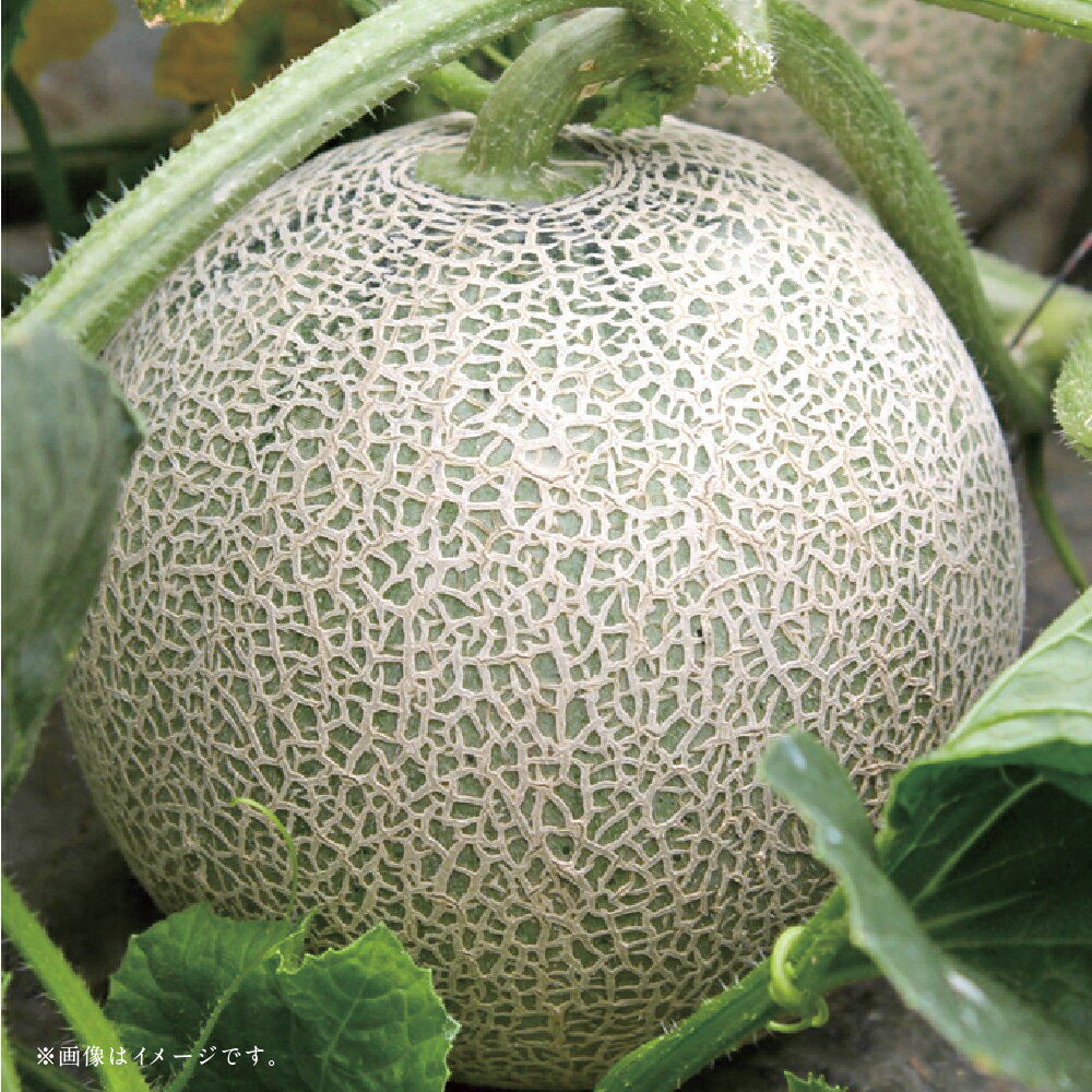 【ふるさと納税】【フルーツ3回定期便】 球磨のいちご（1kg）・桃（1kg）・アンデスメロン（5kg） ゆうべに 苺 イチゴ メロン めろん もも モモ くだもの 果物 果実 フルーツ 冷蔵 熊本県産 国産 九州 熊本県 あさぎり町 送料無料 【2026年1月中旬～6月下旬迄順次発送予定】 サムネイル3