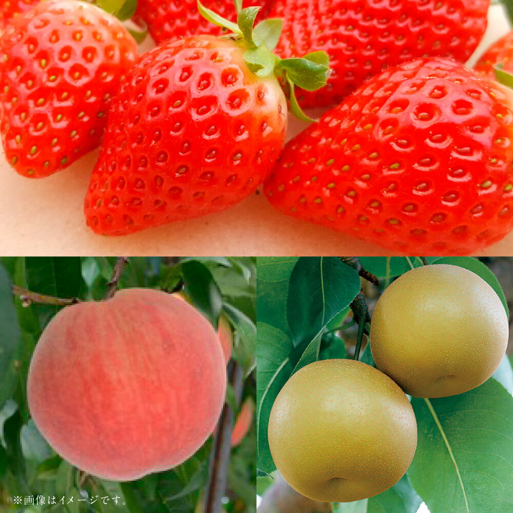 【フルーツ3回定期便】 球磨のいちご（1kg）・桃（1kg）・梨（5kg） ゆうべに 苺 イチゴ なし ナシ 大玉 もも モモ くだもの 果物 果実 フルーツ 冷蔵 熊本県産 国産 九州 熊本県 あさぎり町 送料無料 【2026年1月中旬～10月上旬迄順次発送予定】