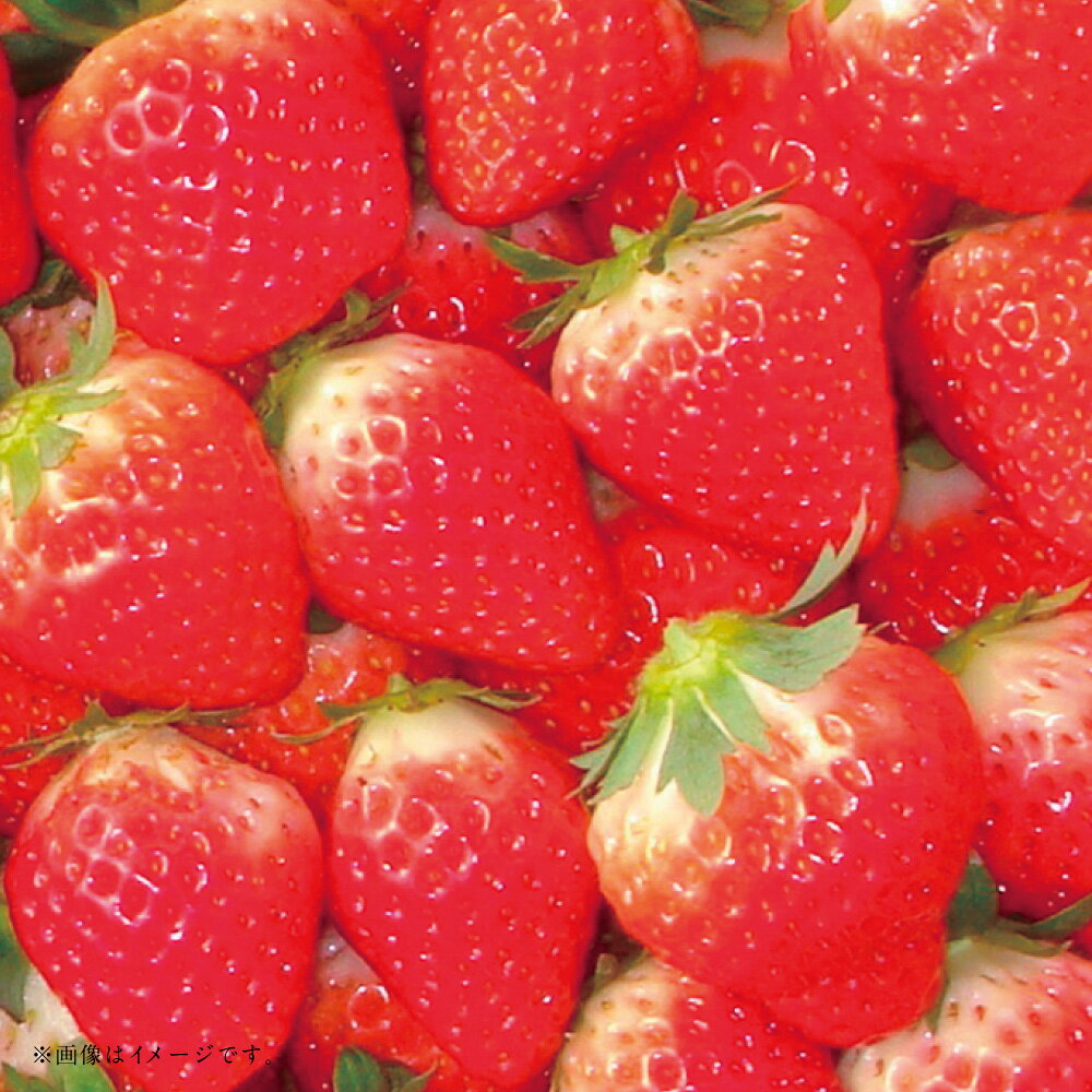 【ふるさと納税】【フルーツ3回定期便】 球磨のいちご（1kg）・桃（1kg）・梨（5kg） ゆうべに 苺 イチゴ なし ナシ 大玉 もも モモ くだもの 果物 果実 フルーツ 冷蔵 熊本県産 国産 九州 熊本県 あさぎり町 送料無料 【2026年1月中旬～10月上旬迄順次発送予定】 サムネイル2