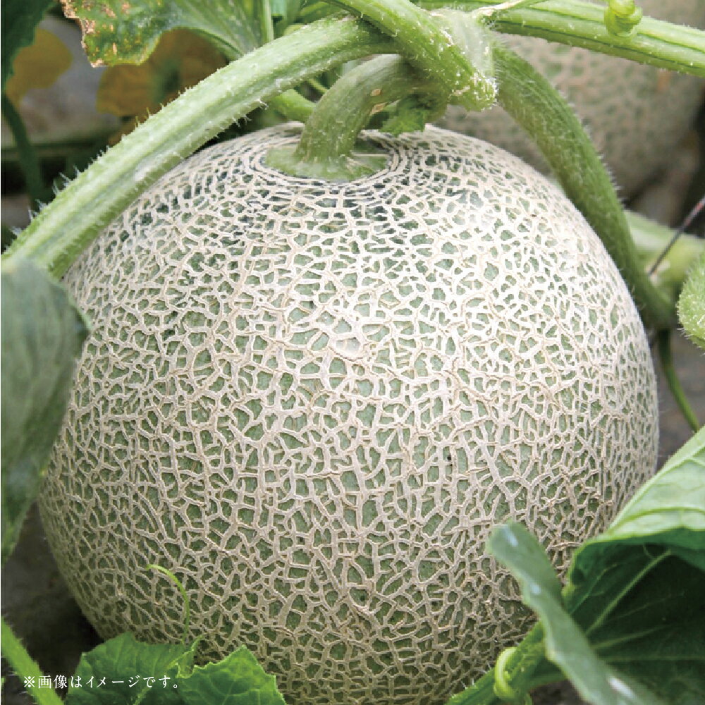 【ふるさと納税】【フルーツ3回定期便】 球磨のいちご（1kg）・アンデスメロン（5kg）・梨（5kg） ゆうべに 苺 イチゴ メロン めろん なし ナシ 大玉 くだもの 果物 果実 フルーツ 冷蔵 熊本県産 国産 九州 あさぎり町 送料無料 【2026年1月中旬～10月上旬迄順次発送予定】 サムネイル3