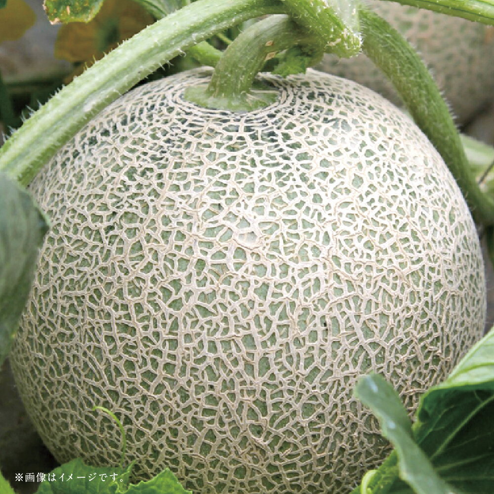 【ふるさと納税】【フルーツ2回定期便】　アンデスメロン（5kg）・梨（5kg） メロン めろん なし ナシ 大玉 くだもの 果物 果実 フルーツ 冷蔵 熊本県産 国産 九州 熊本県 あさぎり町 送料無料 【2026年5月上旬～10月上旬迄順次発送予定】 サムネイル2