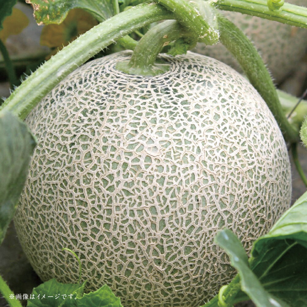 【ふるさと納税】【フルーツ3回定期便】 アンデスメロン（5kg）・桃（1kg）・梨（5kg） メロン めろん もも モモ なし ナシ 大玉 くだもの 果物 果実 フルーツ 熊本県産 国産 九州 熊本県 あさぎり町 送料無料 【2026年5月上旬～10月上旬迄順次発送予定】 サムネイル2