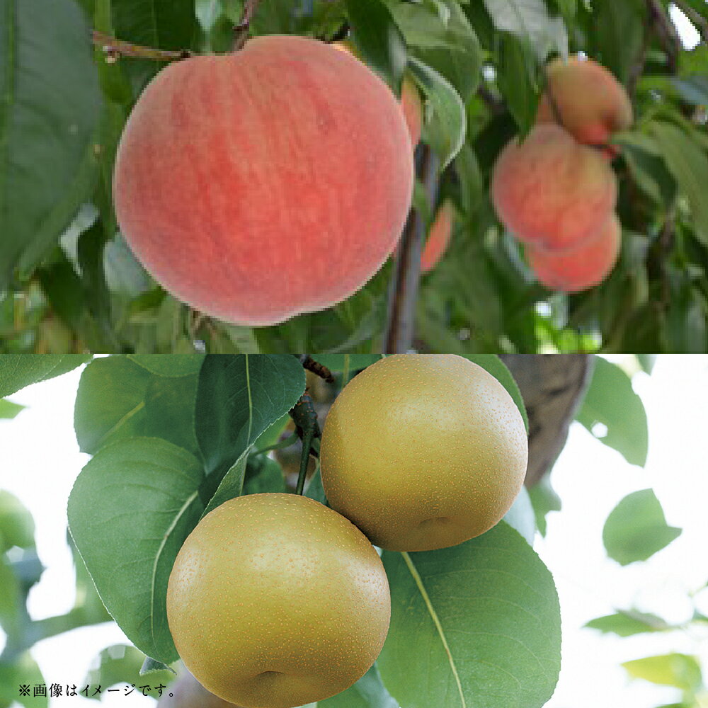 【フルーツ2回定期便】 桃（1kg）・梨（5kg） もも モモ なし ナシ 大玉 くだもの 果物 果実 フルーツ 熊本県産 国産 九州 熊本県 あさぎり町 送料無料 【2026年5月下旬～10月上旬迄順次発送予定】