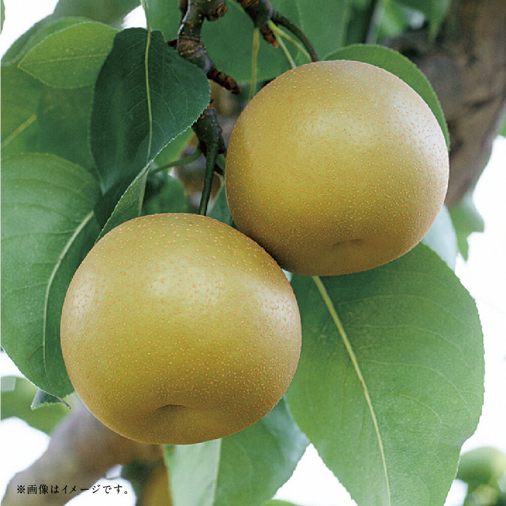 【ふるさと納税】【フルーツ2回定期便】 桃（1kg）・梨（5kg） もも モモ なし ナシ 大玉 くだもの 果物 果実 フルーツ 熊本県産 国産 九州 熊本県 あさぎり町 送料無料 【2026年5月下旬～10月上旬迄順次発送予定】 サムネイル3