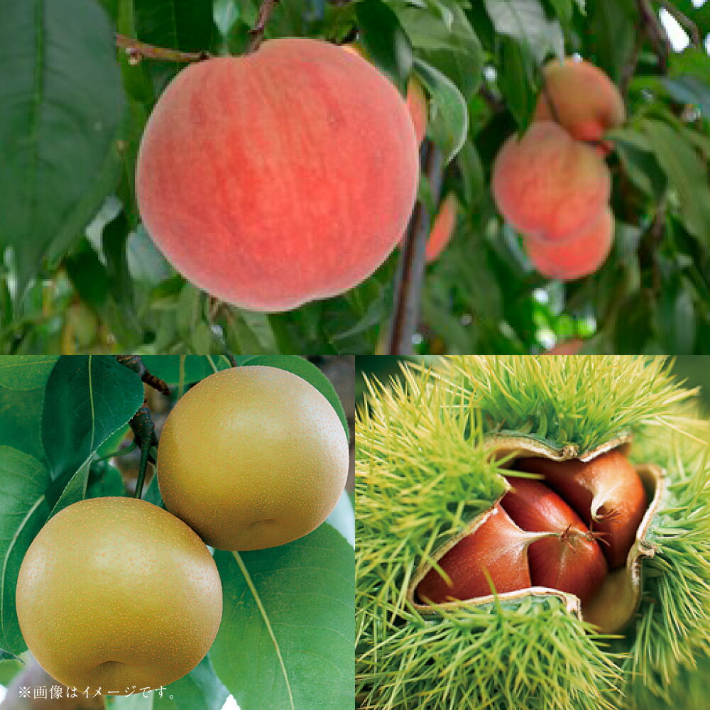 【フルーツ3回定期便】 桃（1kg）・梨（5kg）・栗（2kg） もも モモ なし ナシ 大玉 くり クリ くだもの 果物 果実 フルーツ 冷蔵 熊本県産 国産 九州 熊本県 あさぎり町 送料無料 【2026年5月下旬～10月上旬迄順次発送予定】