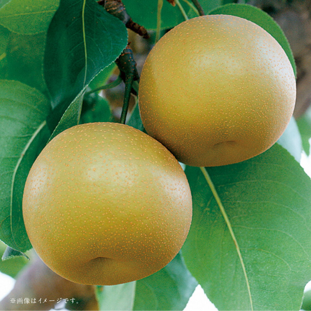 【ふるさと納税】【フルーツ3回定期便】 桃（1kg）・梨（5kg）・栗（2kg） もも モモ なし ナシ 大玉 くり クリ くだもの 果物 果実 フルーツ 冷蔵 熊本県産 国産 九州 熊本県 あさぎり町 送料無料 【2026年5月下旬～10月上旬迄順次発送予定】 サムネイル3