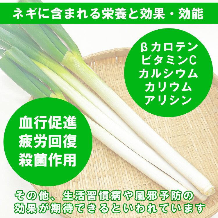 【ふるさと納税】熊本県あさぎり町産　白ねぎ「球磨美人」Lサイズ×30本　お届け時期：2025年11月下旬より順次発送【白葱/白ネギ/長ねぎ/長葱/長ネギ】 サムネイル3