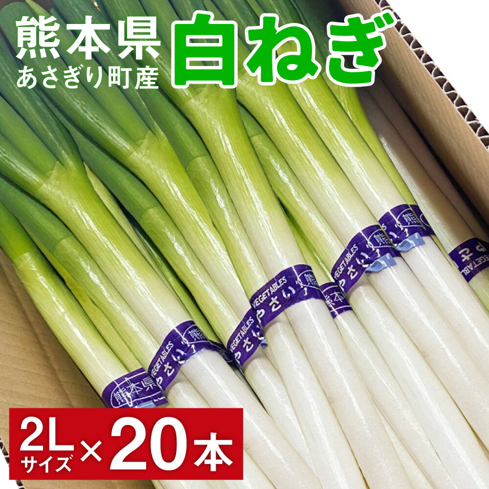 熊本県あさぎり町産　白ねぎ「球磨美人」2Lサイズ×20本　お届け時期：2025年11月下旬より順次発送【白葱/白ネギ/長ねぎ/長葱/長ネギ】