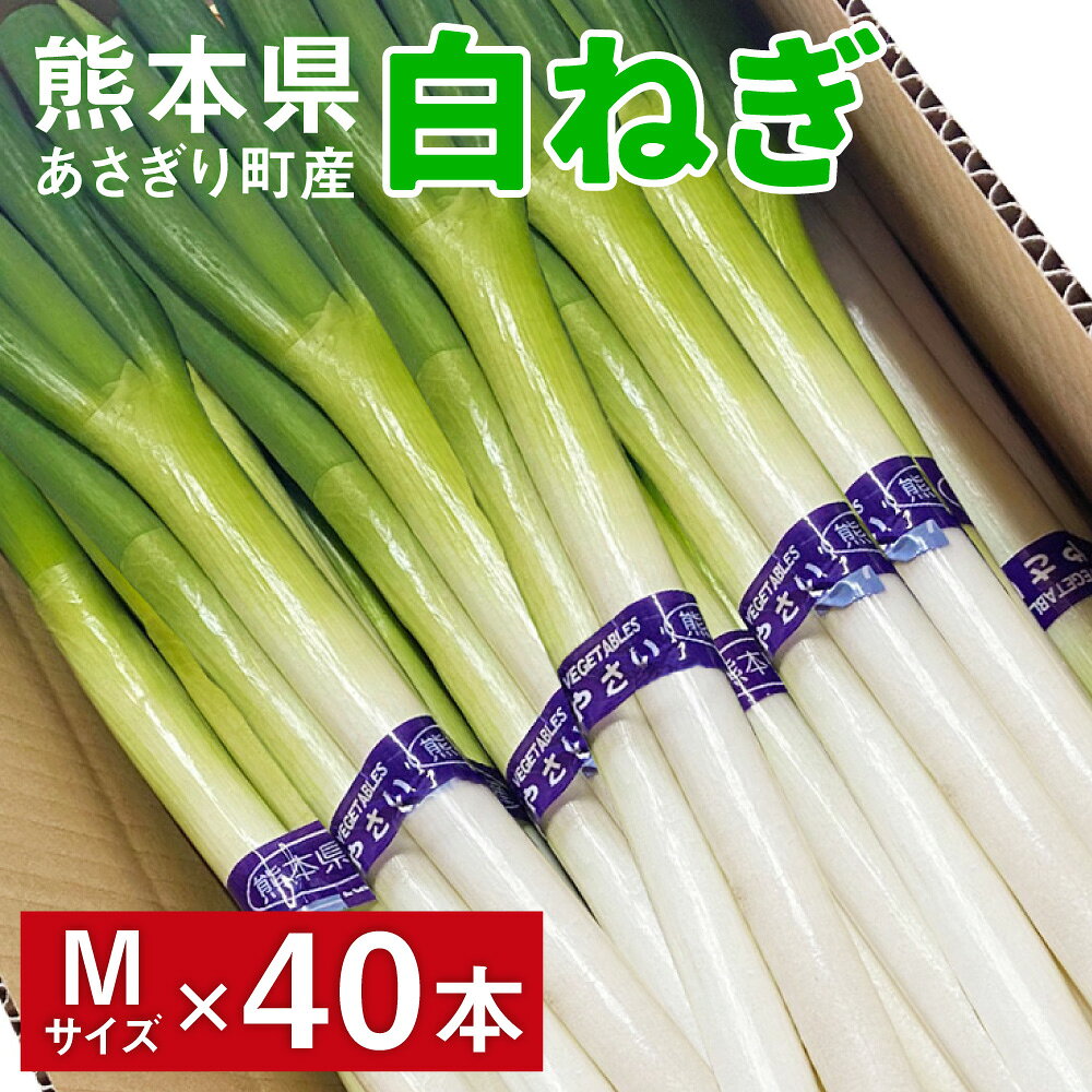 熊本県あさぎり町産　白ねぎ「球磨美人」Mサイズ×40本 　お届け時期：2026年8月下旬より順次発送【白葱/白ネギ/長ねぎ/長葱/長ネギ】