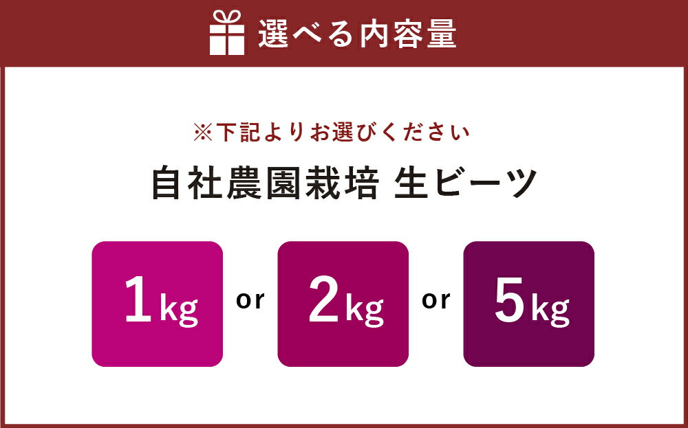 【ふるさと納税】 自社農園栽培 生ビーツ（1kg/2kg/5kg）生ビーツ ビーツ 野菜 やさい 健康 サラダ 酢の物 スムージー 美容 食物 料理 ＜選べる容量＞ 冷蔵 国産 九州 熊本県 あさぎり町 送料無料 - 画像2