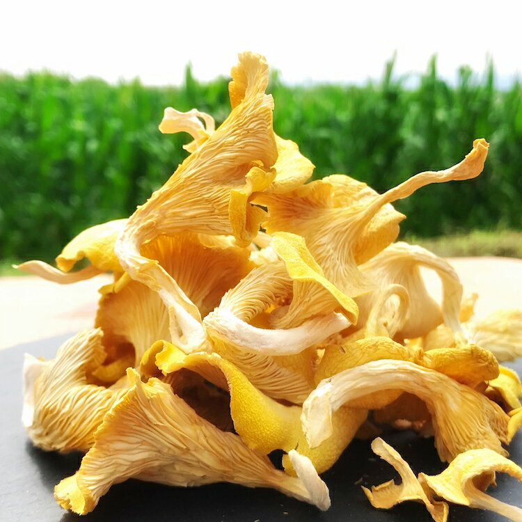 うま味が魅力の　「花咲たもぎ茸」(乾燥タイプ)100g×1袋　たもぎ茸 乾燥 きのこ【お届け時期：入金確認後2ヶ月前後】