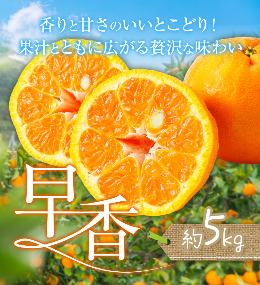 【ふるさと納税】みかん 早香 5kg 高橋商店《11月下旬-1月中旬頃出荷》熊本県 苓北町 柑橘 かんきつ 果物 フルーツ ポンカン 温州みかん 蜜柑 サムネイル2