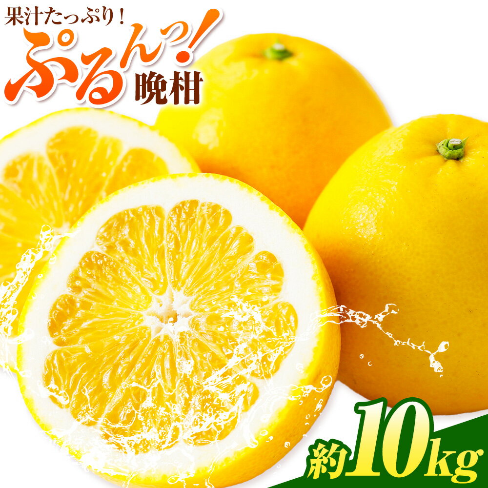 先行予約 みかん 晩柑 10kg 高橋商店《2026年3月下旬-7月上旬頃出荷》熊本県 苓北町 柑橘 かんきつ 果物 フルーツ 送料無料