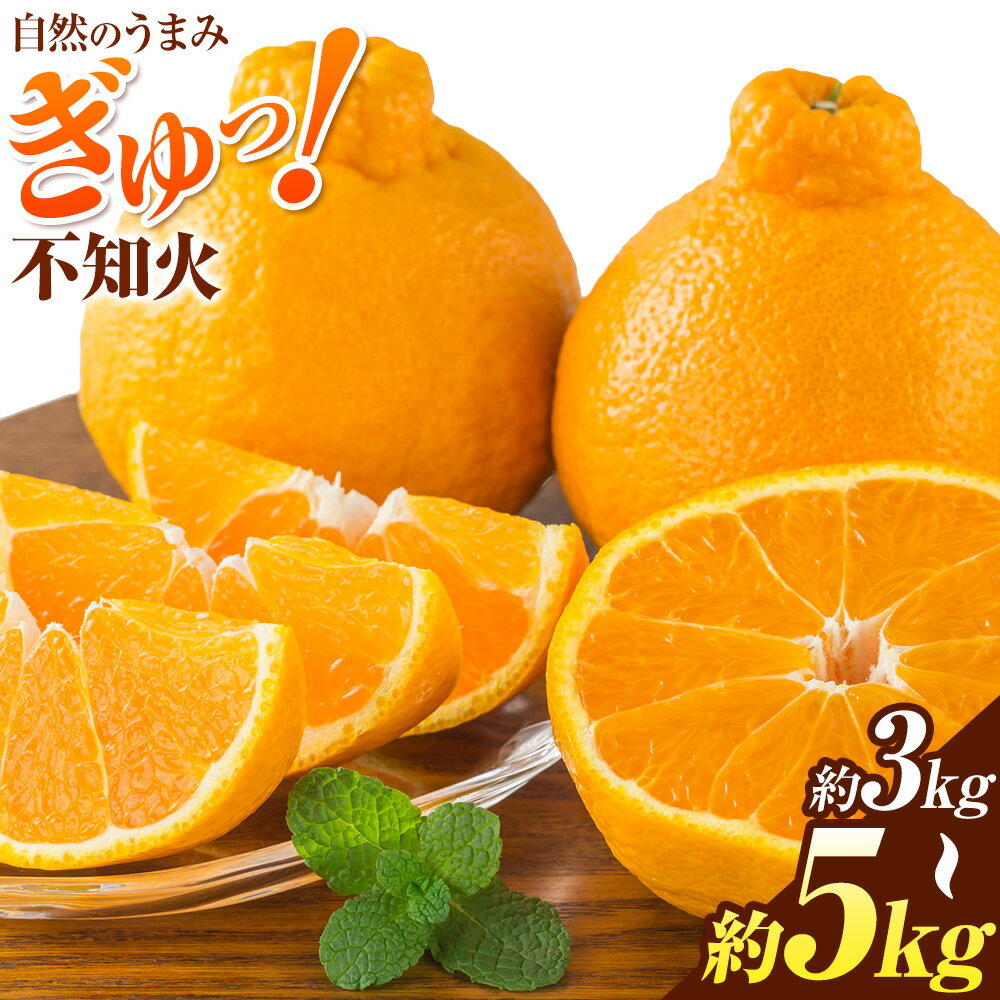 先行予約 みかん 不知火 3kg 5kg 高橋商店《2026年1月下旬-5月中旬頃出荷》熊本県 苓北町 柑橘 かんきつ 果物 フルーツ しらぬい 送料無料