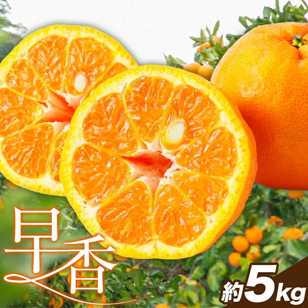 みかん 早香 5kg 高橋商店《11月下旬-1月中旬頃出荷》熊本県 苓北町 柑橘 かんきつ 果物 フルーツ ポンカン 温州みかん 蜜柑