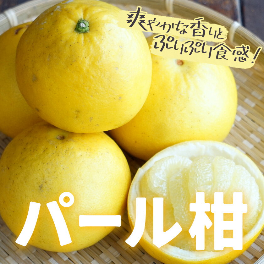 【ふるさと納税】先行予約 パール柑 選べる 約4kg 約10kg 都呂々みかん生産者グループ《2026年3月上旬-4月中旬頃出荷予定》熊本県 苓北町 みかん 果物 フルーツ サムネイル3