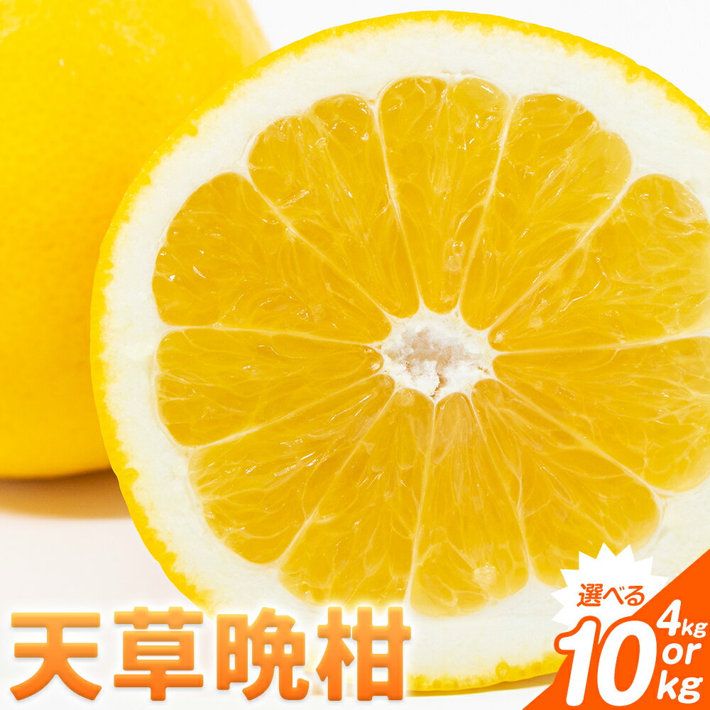 先行予約 柑橘 天草晩柑 選べる 約4kg 約10kg あまくさ晩柑 晩柑 ばんかん 天草 西海岸 苓北 都呂々 南国 潮風 国産 九州 熊本 果物 フルーツ 10キロ 送料無料《2026年3月上旬-5月下旬頃出荷予定》