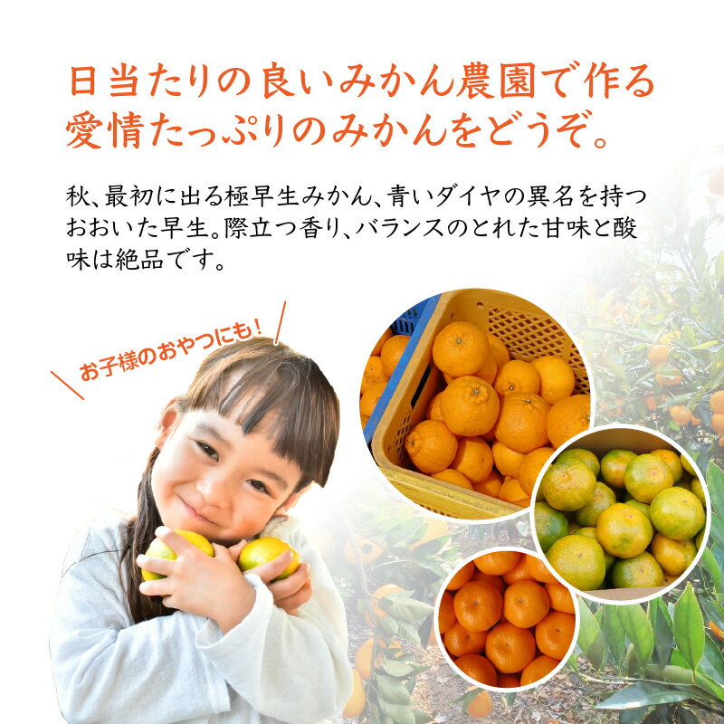 【ふるさと納税】森崎農園のこだわりみかん 約5kg みかん ミカン 蜜柑 デコポン おおいた早生 不知火 でこぽん 早生 極早生 大分 期間限定 果物 フルーツ デザート おやつ 柑橘 先行予約 送料無料 オレンジ 完熟 C09023 サムネイル3
