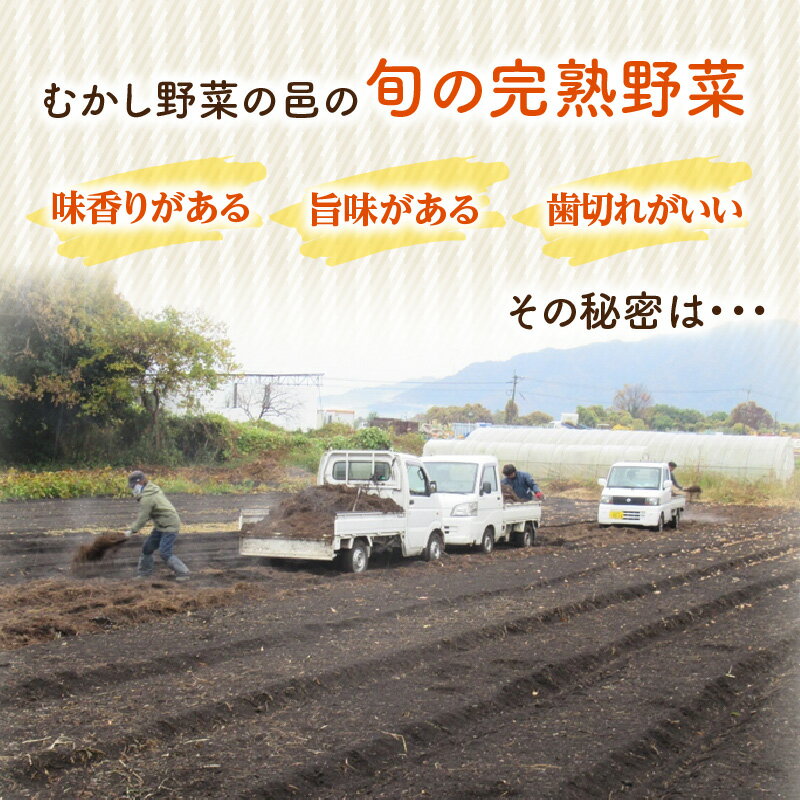 【ふるさと納税】むかし野菜の邑 大分市産直 自然栽培の野菜セット 野菜 にんじん ネギ トマト ピーマン キャベツ きゃべつ なす ナス 大根 旬菜 旬野菜 自然栽培米 米 ヒノヒカリ お米 小麦粉 もち麦 きな粉 瓜の粕漬け 小麦 大豆 自然循環農法 ごはん サラダ 旬 F01005 - 画像2