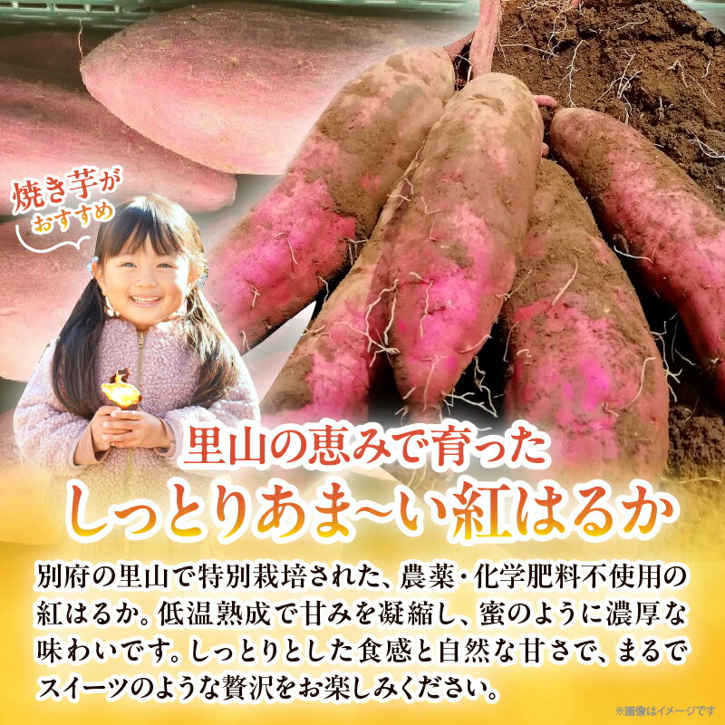 【ふるさと納税】≪選べる返礼品≫ 先行予約！！ 別府産 蜜いも 紅はるか 3kg 5kg 傷み補償分付き 期間限定 焼き芋 お芋 野菜 ポテト 国産 低温熟成 干し芋 スイートポテト スイーツ 大学芋 おやつ ご家庭用 ギフト 贈り物 贈答 プレゼント ご褒美 産地直送 大分県 送料無料 - 画像2