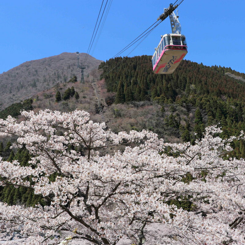 【ふるさと納税】別府 ロープウェイ 往復 乗車券 大人 1枚 阿蘇くじゅう国立公園 鶴見岳 ミヤマキリシマ観賞 避暑 紅葉 霧氷 四季折々 景観 山上遊歩道 散策 七福神めぐり 札所めぐり 大分県 別府市 体験型 節約 - 画像3